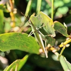 Acrida conica (Giant green slantface) at Bermagui, NSW - 16 Apr 2019 by RossMannell