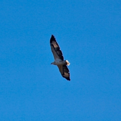 Haliaeetus leucogaster (White-bellied Sea-Eagle) at Wallaga Lake, NSW - 16 Apr 2019 by RossMannell