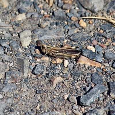 Caledia captiva (grasshopper) at Bermagui, NSW - 16 Apr 2019 by RossMannell