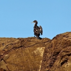 Phalacrocorax carbo (Great Cormorant) at Wallaga Lake, NSW - 16 Apr 2019 by RossMannell