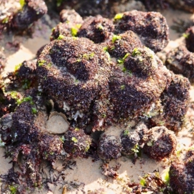 Pyura stolonifera (Cunjevoi) at Bermagui, NSW - 16 Apr 2019 by RossMannell