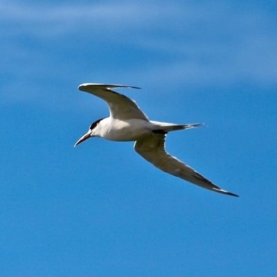 Thalasseus bergii (Crested Tern) at Bermagui, NSW - 16 Apr 2019 by RossMannell