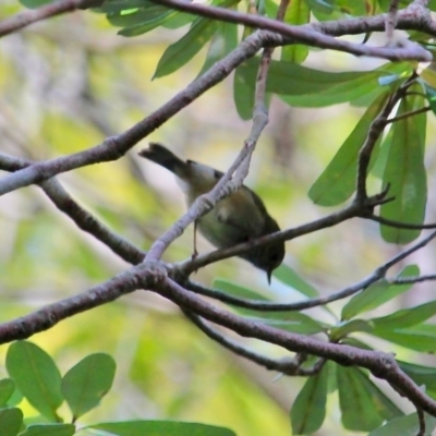 Zosterops lateralis (Silvereye) at Bermagui, NSW - 16 Apr 2019 by RossMannell