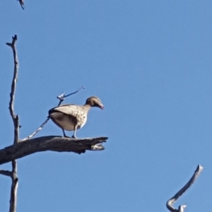 Chenonetta jubata at Symonston, ACT - 21 Jun 2019