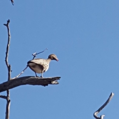Chenonetta jubata (Australian Wood Duck) at Symonston, ACT - 21 Jun 2019 by Mike