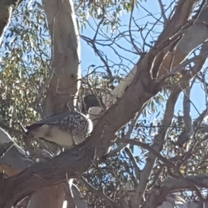 Chenonetta jubata at Symonston, ACT - 21 Jun 2019