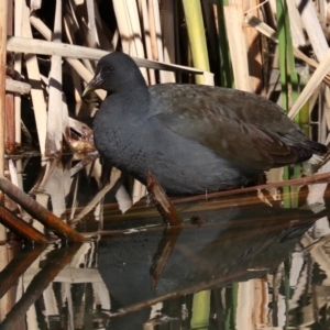 Gallinula tenebrosa at Fyshwick, ACT - 21 Jun 2019 11:52 AM