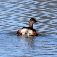 Tachybaptus novaehollandiae (Australasian Grebe) at Fyshwick, ACT - 21 Jun 2019 by jbromilow50