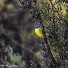 Eopsaltria australis at Paddys River, ACT - 9 Jun 2019 08:09 AM