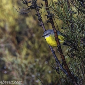 Eopsaltria australis at Paddys River, ACT - 9 Jun 2019