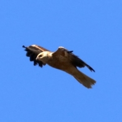 Haliastur sphenurus (Whistling Kite) at Fyshwick, ACT - 21 Jun 2019 by jb2602