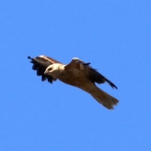 Haliastur sphenurus at Fyshwick, ACT - 21 Jun 2019