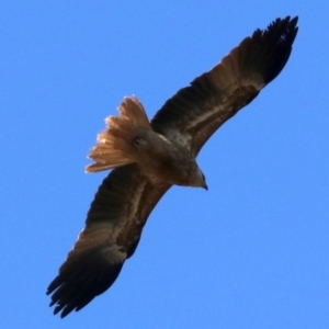 Haliastur sphenurus at Fyshwick, ACT - 21 Jun 2019