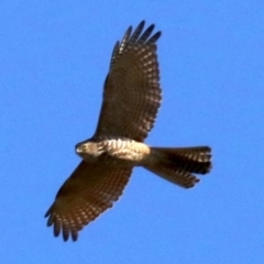 Accipiter fasciatus (Brown Goshawk) at Fyshwick, ACT - 21 Jun 2019 by jbromilow50