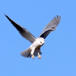 Elanus axillaris at Fyshwick, ACT - 21 Jun 2019 11:26 AM