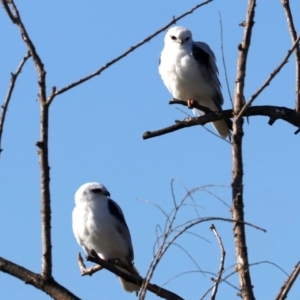 Elanus axillaris at Fyshwick, ACT - 21 Jun 2019 11:26 AM