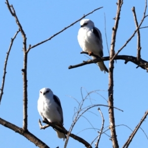 Elanus axillaris at Fyshwick, ACT - 21 Jun 2019 11:26 AM