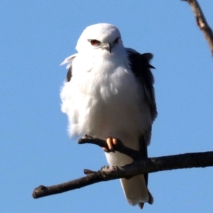 Elanus axillaris at Fyshwick, ACT - 21 Jun 2019 11:26 AM