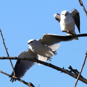 Elanus axillaris at Fyshwick, ACT - 21 Jun 2019 11:26 AM