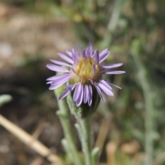 Vittadinia gracilis (New Holland Daisy) at Conder, ACT - 4 Nov 2018 by michaelb