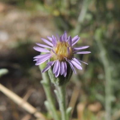 Vittadinia gracilis (New Holland Daisy) at Conder, ACT - 4 Nov 2018 by michaelb