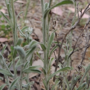 Vittadinia gracilis at Conder, ACT - 5 Nov 2018