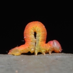 Lepidoptera unclassified IMMATURE moth at Hackett, ACT - 20 Jun 2019 by TimL