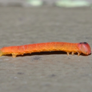 Lepidoptera unclassified IMMATURE at Hackett, ACT - 20 Jun 2019 12:20 PM