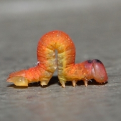 Lepidoptera unclassified IMMATURE at Hackett, ACT - 20 Jun 2019 12:20 PM