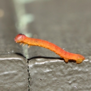 Lepidoptera unclassified IMMATURE at Hackett, ACT - 20 Jun 2019 12:20 PM