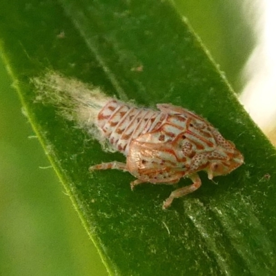 Siphanta acuta (Green planthopper, Torpedo bug) at Kambah, ACT - 22 Jun 2019 by HarveyPerkins