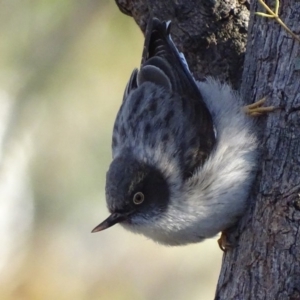 Daphoenositta chrysoptera at Red Hill, ACT - 22 Jun 2019