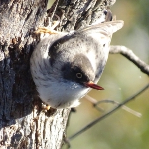 Daphoenositta chrysoptera at Red Hill, ACT - 22 Jun 2019