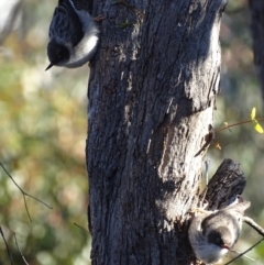 Daphoenositta chrysoptera at Red Hill, ACT - 22 Jun 2019