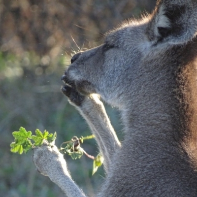 Macropus giganteus (Eastern Grey Kangaroo) at Red Hill Nature Reserve - 19 Jun 2019 by roymcd