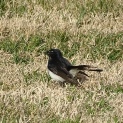 Rhipidura leucophrys (Willie Wagtail) at Yarralumla, ACT - 20 Jun 2019 by Mike