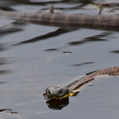 Notechis scutatus (Tiger Snake) at Sullivans Creek, Lyneham North - 17 Nov 2017 by CanberraSnakeRescue