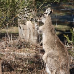 Macropus giganteus (Eastern Grey Kangaroo) at Red Hill Nature Reserve - 20 Jun 2019 by LisaH