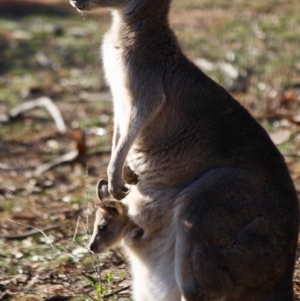 Macropus giganteus at Hughes, ACT - 20 Jun 2019 12:21 PM