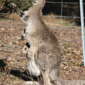 Macropus giganteus at Hughes, ACT - 20 Jun 2019 12:21 PM