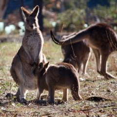 Macropus giganteus at Hughes, ACT - 20 Jun 2019 12:21 PM