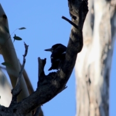 Cracticus torquatus at Hughes, ACT - 20 Jun 2019 11:57 AM