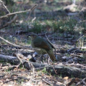 Ptilonorhynchus violaceus at Deakin, ACT - 20 Jun 2019 12:04 PM