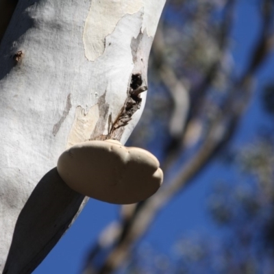 Laetiporus portentosus (White Punk) at Hughes, ACT - 20 Jun 2019 by LisaH