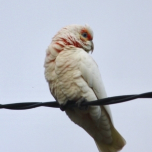 Cacatua tenuirostris at Hughes, ACT - 16 Jun 2019 06:15 PM