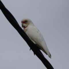 Cacatua tenuirostris at Hughes, ACT - 16 Jun 2019 06:15 PM