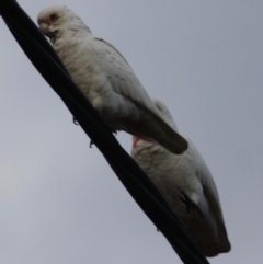 Cacatua tenuirostris at Hughes, ACT - 16 Jun 2019