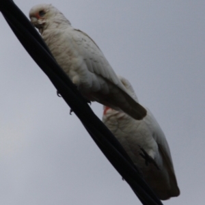 Cacatua tenuirostris at Hughes, ACT - 16 Jun 2019 06:15 PM