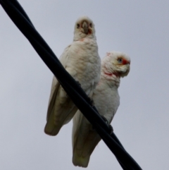 Cacatua tenuirostris at Hughes, ACT - 16 Jun 2019