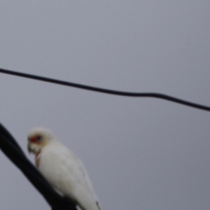 Cacatua tenuirostris at Hughes, ACT - 16 Jun 2019